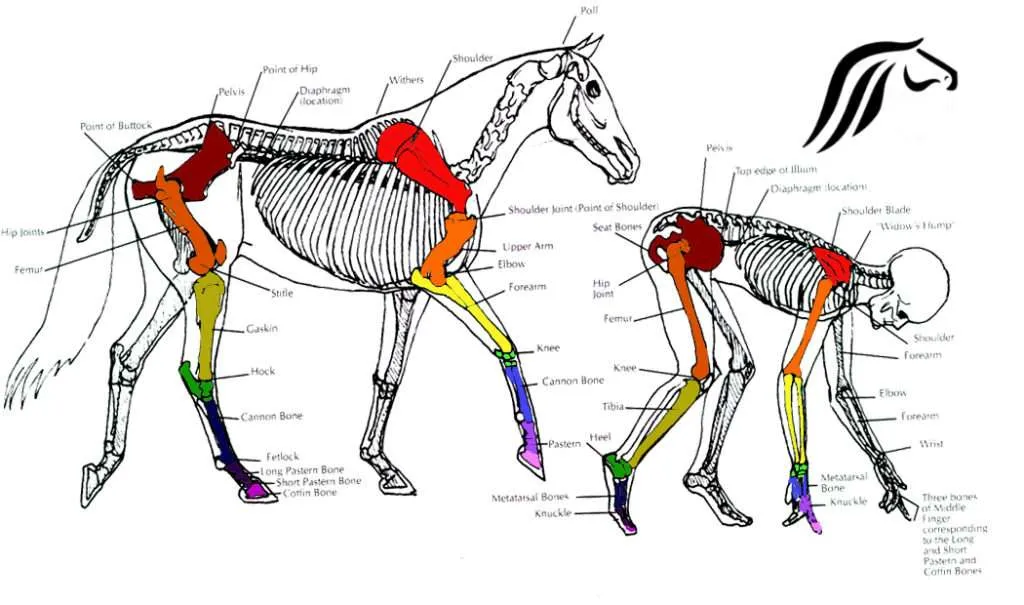 Arthritis in Horse Hocks | Elite Equine Rosehip Supplement